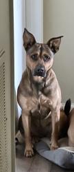 Reunited Female Dog last seen Near palomino Circle , Sumter, SC 29154