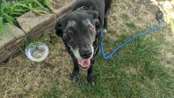 Found/Stray Female Dog last seen Cheyenne WY , Cheyenne, WY 82001