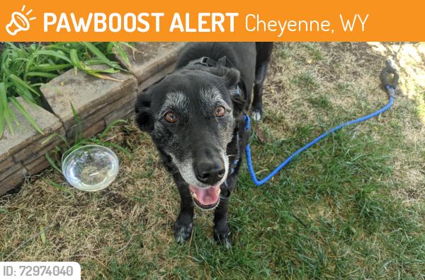 Found/Stray Female Dog last seen Cheyenne WY , Cheyenne, WY 82001
