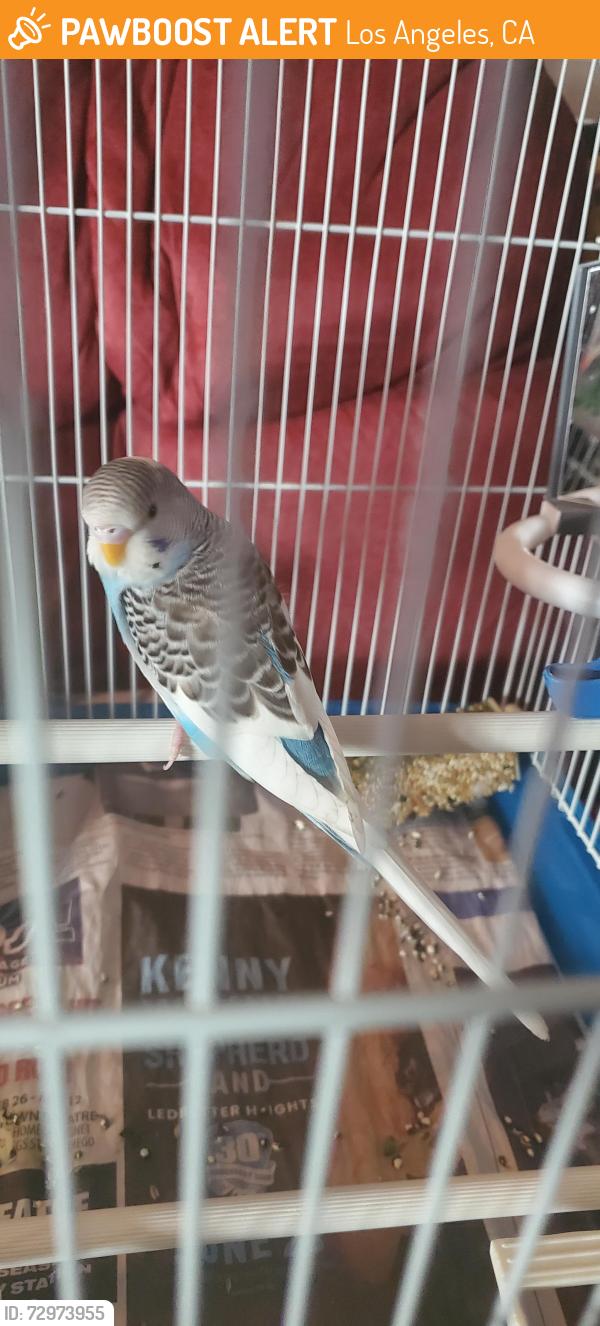 Found/Stray Unknown Bird last seen Bassett Street between Sherman Way and Vanowen, Los Angeles, CA 91405
