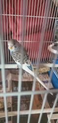 Found/Stray Unknown Bird last seen Bassett Street between Sherman Way and Vanowen, Los Angeles, CA 91405