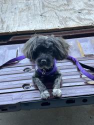 Reunited Male Dog last seen Near palm circle Tracy ca 95375, Tracy, CA 95376
