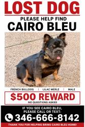 Lost Male Dog last seen Crowley high school , Crowley, TX 76036