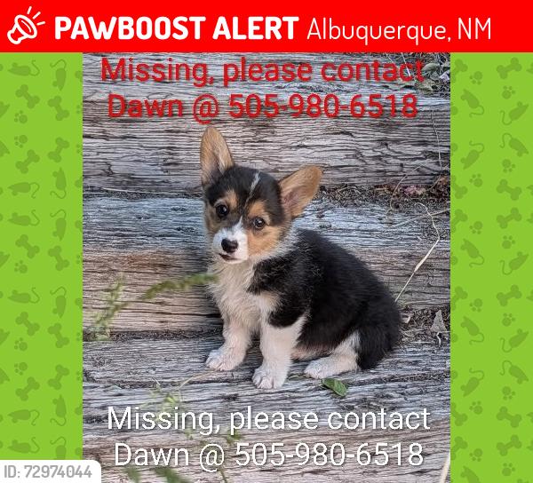 Lost Female Dog last seen Near Mirador Dr NW , Albuquerque, NM 87120