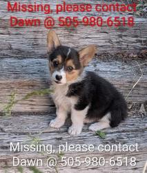 Lost Female Dog last seen Near Mirador Dr NW , Albuquerque, NM 87120