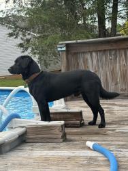 Reunited Male Dog last seen Bridle Path Drive off CatSquare Road Vale, Catawba County, NC 28168