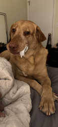 Reunited Male Dog last seen Near palomino circle, Sumter, SC 29154