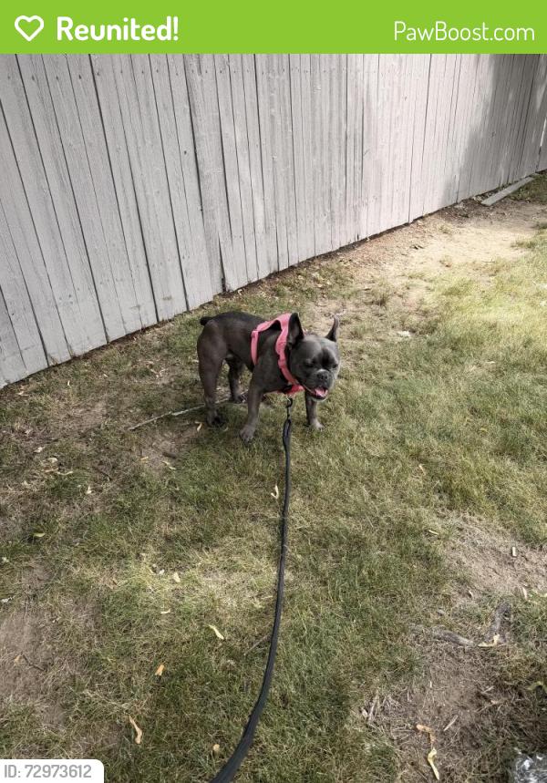 Reunited Female Dog last seen Brayton , Fall River, MA 02721