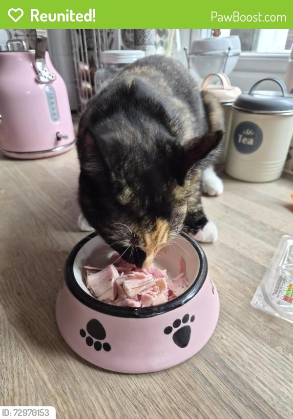 Reunited Female Cat last seen St George's Gardens, Denton, Denton, England 
