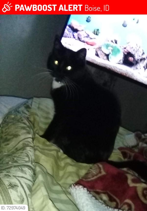 Lost Female Cat last seen Shoshone park Boise , Boise, ID 83705