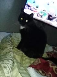 Lost Female Cat last seen Shoshone park Boise , Boise, ID 83705