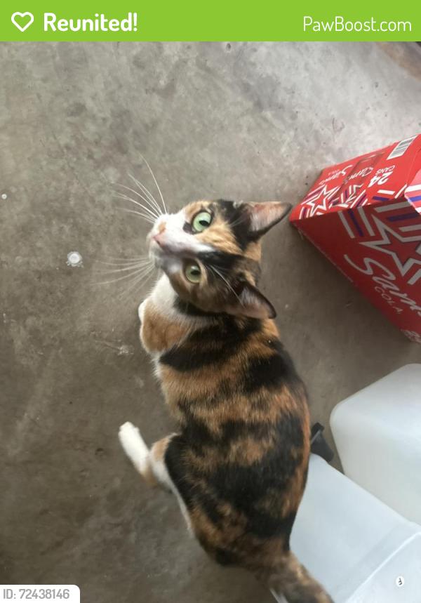 Reunited Unknown Cat last seen Crosspoint , Port St. Lucie, FL 34983