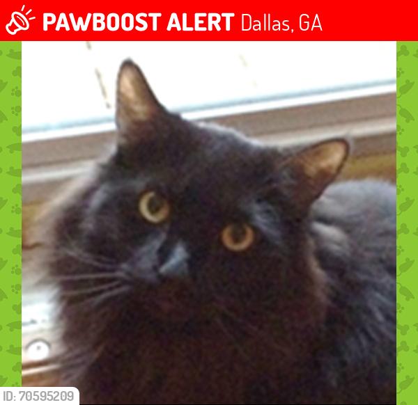 Lost Male Cat last seen Whitney ct, Dallas GA, Dallas, GA 30157