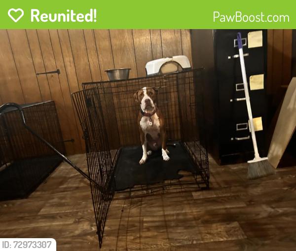 Reunited Male Dog last seen Near Beaverland St, Detroit, MI 48239, USA, Detroit, MI 48239
