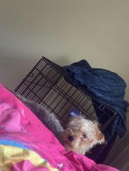 Lost Male Dog last seen It is near Holland Road. There’s plenty of neighborhoods in the area., Virginia Beach, VA 23452