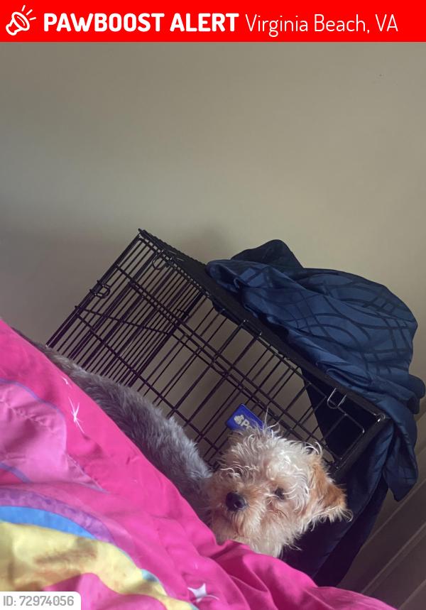 Lost Male Dog last seen It is near Holland Road. There’s plenty of neighborhoods in the area., Virginia Beach, VA 23452