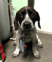 Shelter Stray Male Dog last seen Horry County, SC , North Myrtle Beach, SC 29582