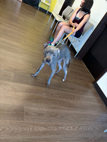 Shelter Stray Female Dog last seen Atlanta, GA 30310, Atlanta, GA 30336