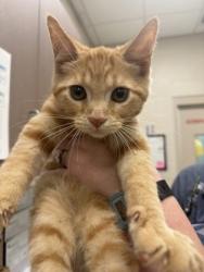 Shelter Stray Male Cat last seen Fishers, IN 46038, Fishers, IN 46038