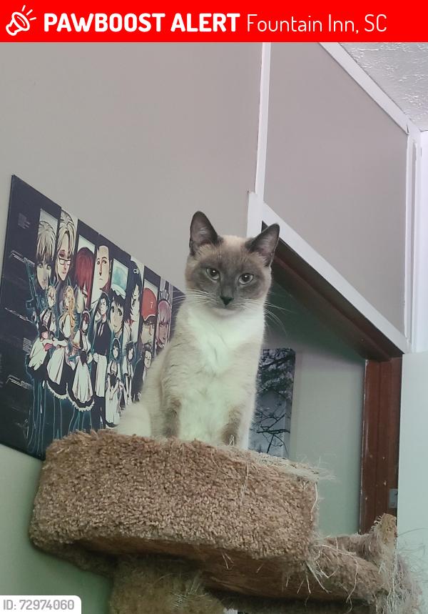 Lost Female Cat last seen Allen bridge road and Durbin church, Fountain Inn, SC 29644