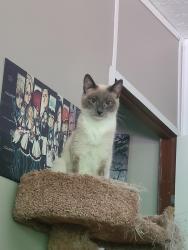 Lost Female Cat last seen Allen bridge road and Durbin church, Fountain Inn, SC 29644
