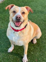 Shelter Stray Female Dog last seen Near ARMSTRONG PARK RD, Gastonia, NC, 1491 Business Park Ct, Gastonia, NC 28052, USA