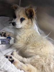 Shelter Stray Male Dog last seen Near HERRINGBONE HOLLOW, 30058, GA, Atlanta, GA 30341