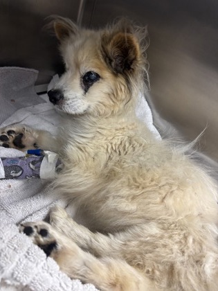 Shelter Stray Male Dog last seen Near HERRINGBONE HOLLOW, 30058, GA, Atlanta, GA 30341