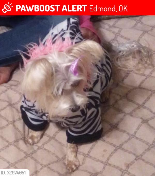 Lost Female Dog last seen Edmond roads , Edmond, OK 73003