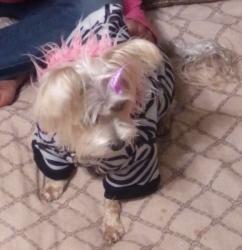 Lost Female Dog last seen Edmond roads , Edmond, OK 73003