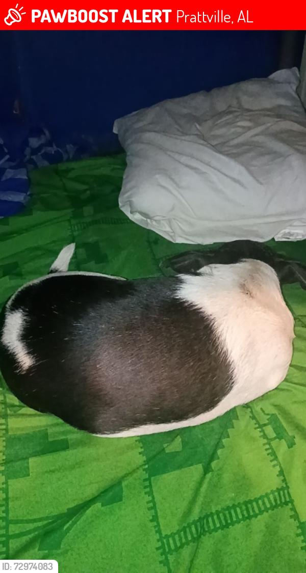 Lost Female Dog last seen BIG STAR TAVERN, Prattville, AL 36067