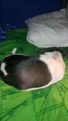 Lost Female Dog last seen BIG STAR TAVERN, Prattville, AL 36067