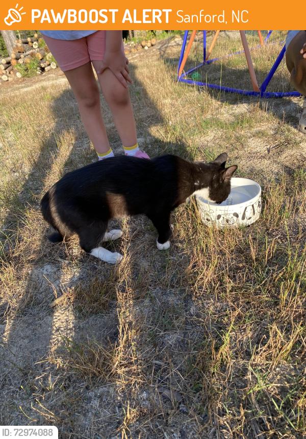 Found/Stray Male Cat last seen Watson ridge , Sanford, NC 27330