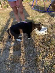 Found/Stray Male Cat last seen Watson ridge, Sanford, NC 27330