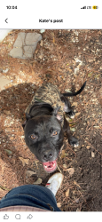 Lost Male Dog last seen University rd, Lafayette, LA 70507