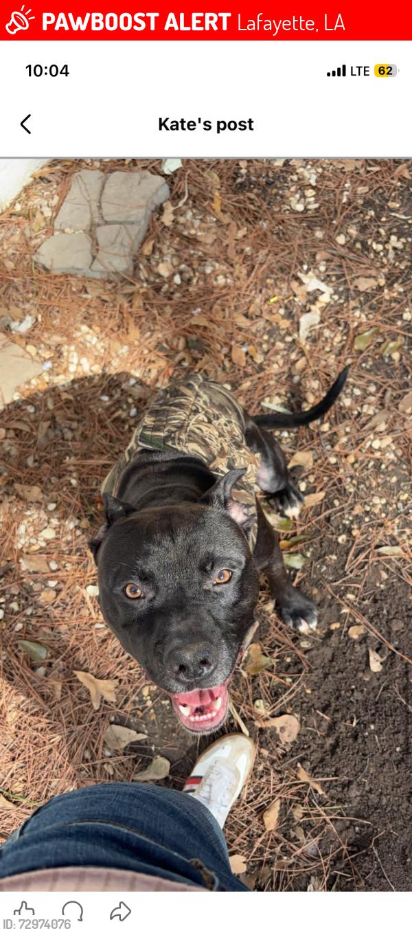 Lost Male Dog last seen University rd, Lafayette, LA 70507