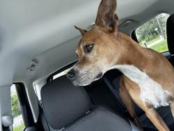 Reunited Unknown Dog last seen Side of the road in Clermont , Clermont, FL 34711
