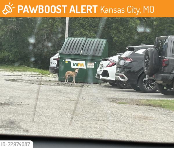 Found/Stray Unknown Dog last seen Neighbors Coffe and Hospitality , Kansas City, MO 64131