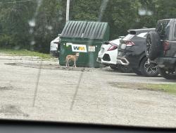 Found/Stray Unknown Dog last seen Neighbors Coffe and Hospitality , Kansas City, MO 64131