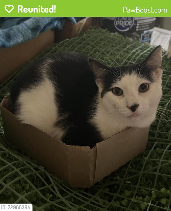 Reunited Male Cat last seen Gratis Park, Monroe, GA 30656