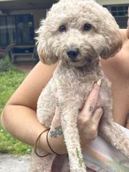 Found/Stray Male Dog last seen 11th Ave and 111 St, Miami, FL 33161