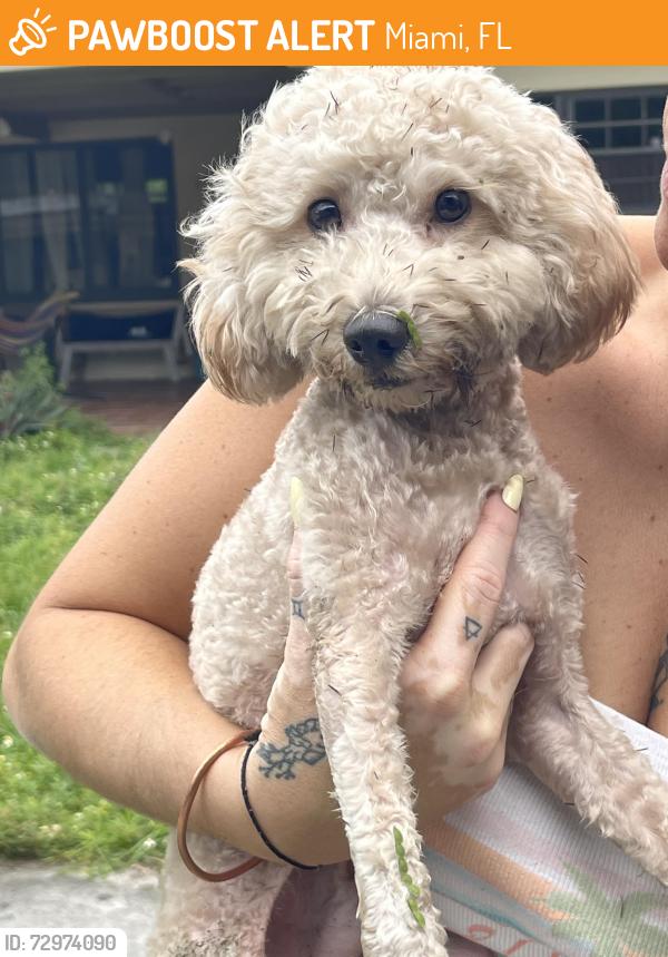 Found/Stray Male Dog last seen 11th Ave and 111 St, Miami, FL 33161