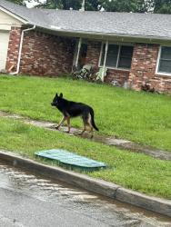 Found/Stray Unknown Dog last seen hses, Tulsa, OK 74128