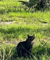 Reunited Female Cat last seen Between 17th and 18th on Foster, Panama City, FL 32405