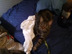 Lost Male Cat last seen Lake and hunter, West Palm Beach, FL 33405