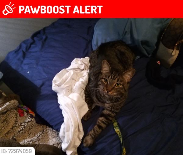 Lost Male Cat last seen Lake and hunter, West Palm Beach, FL 33405