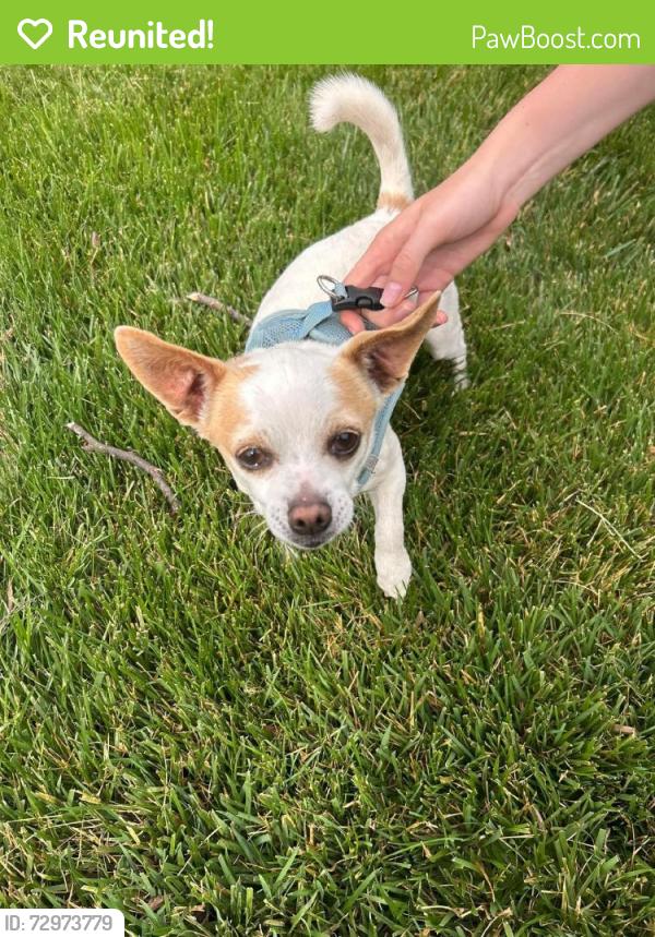 Reunited Male Dog last seen Lawyers Rd & Garrett St, Wolf Trap, VA 22181, USA, Wolf Trap, VA 22181