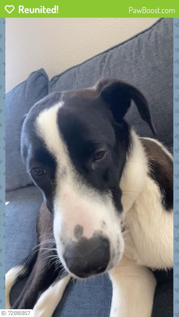 Reunited Male Dog last seen Pheasant Drive , Palm Coast, FL 32164