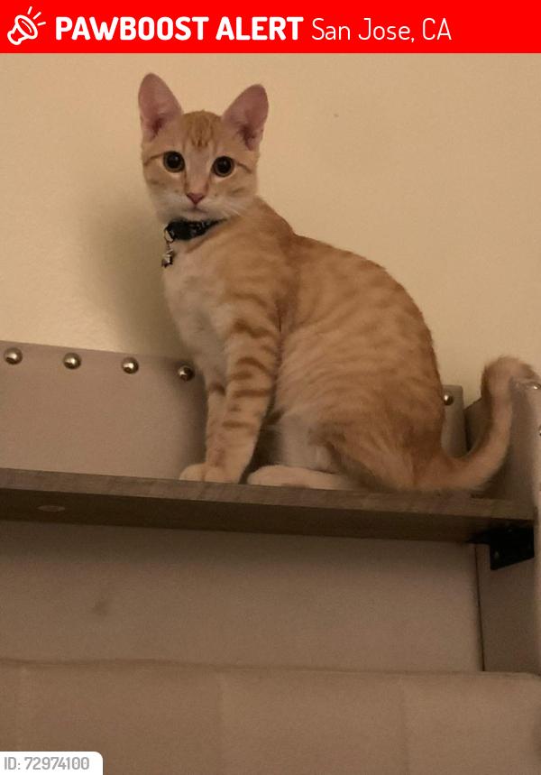 Lost Male Cat last seen VINE STREET AND WILLOW STREET ALTOUGHT HE WAS SEEN EXACTLY ON VINE, SAM JOSE, California, 95110, San Jose, CA 95110