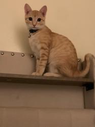 Lost Male Cat last seen VINE STREET AND WILLOW STREET ALTOUGHT HE WAS SEEN EXACTLY ON VINE, SAM JOSE, California, 95110, San Jose, CA 95110